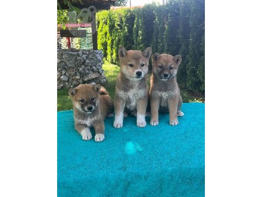 PoulaTo: Κουτάβια Shiba Inu
